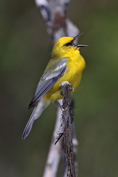 Blue-winged Warbler © Russ Chantler